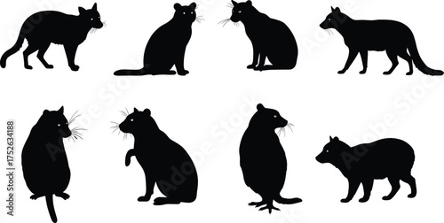 Cat silhouettes collection, domestic pet animal poses, black feline vector set, cute kitten illustration for design, print, and decoration