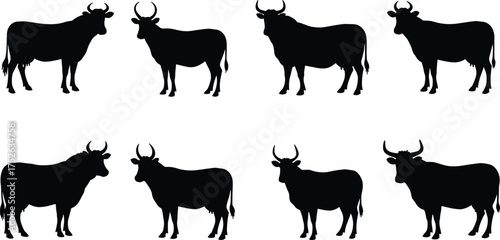 Cow and bull silhouettes collection, domestic farm animal vector illustration, cattle shape graphic design, livestock agriculture concept, black animal artwork set