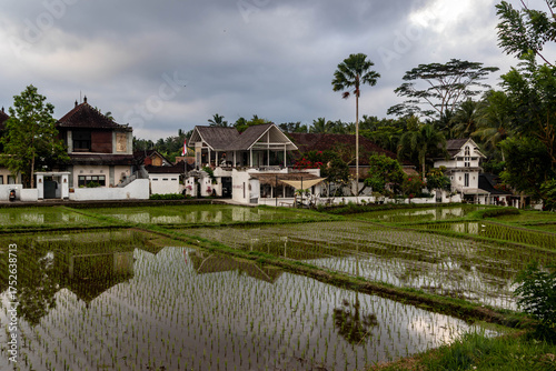 Flooded rice terraces in Bali, 2025
