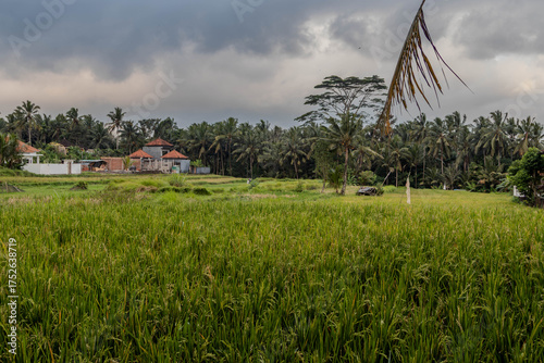 Rice field in Bali, 2025
