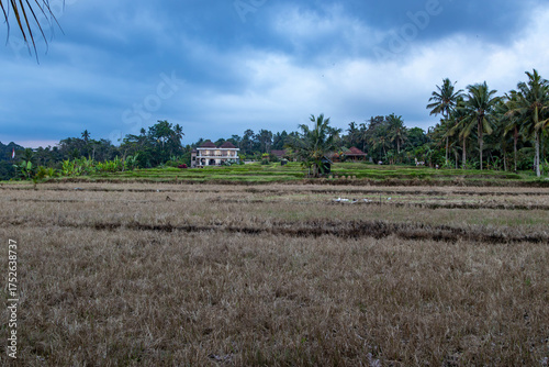 Rice field in Bali on a cloudy afternoon, 2025