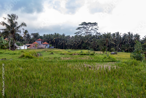 Rice terraces in bali on a cloudy afternoon, 2025