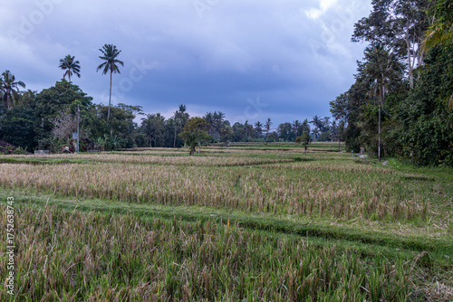Rice field in Bali on a cloudy afternoon, 2025