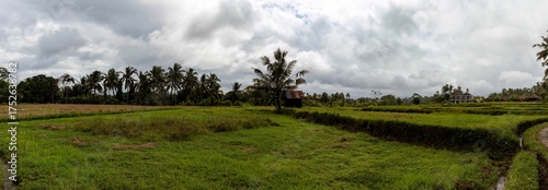 Panorama landscape with rice fields, Bali, 2025