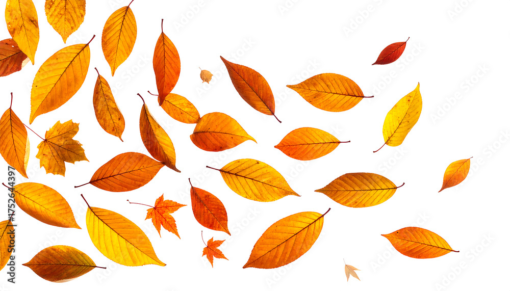 Obraz premium Falling Autumn Leaves Isolated on White Background