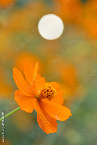 オレンジ色のキバナコスモス