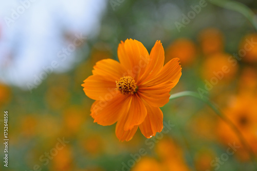 オレンジ色のキバナコスモス