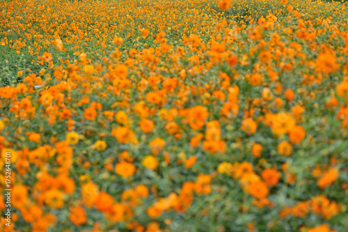 オレンジ色のキバナコスモス