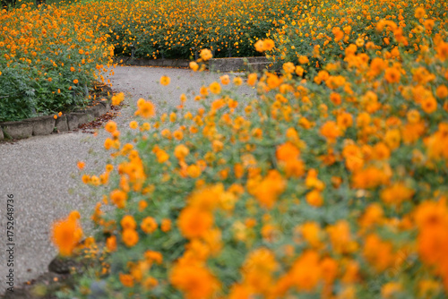 オレンジ色のキバナコスモス