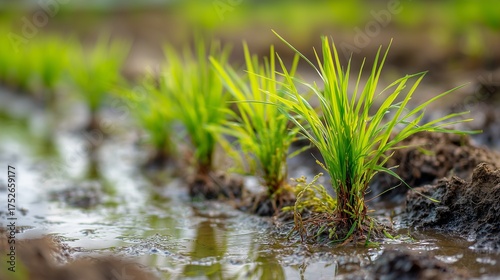 Close-up of small rice seedlings planted in rows in a paddy field, rural agriculture atmosphere.