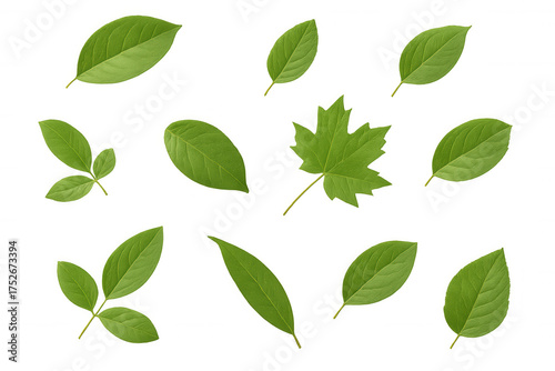 Green leaves creating ecological patterns, collecting fresh natural botanic elements, showing growth and nature on transparent background
