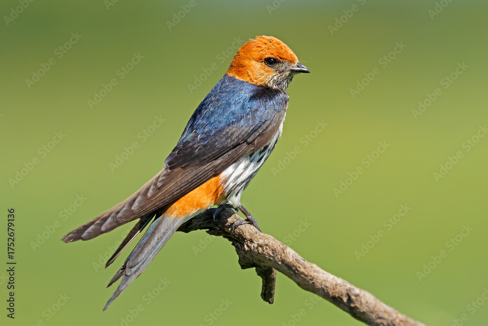 Fototapeta premium A lesser striped swallow (Cecropis abyssinica) perched on a branch, South Africa