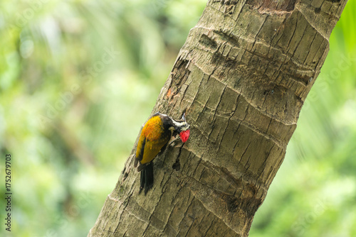 Photography Woodpecker on coconut tree pecking tree trunk