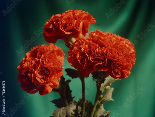 Three Vibrant Orange Carnation Flowers with Green Stems and Leaves Against a Deep Teal Drape Background