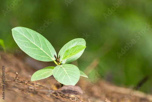 Young plant growing on dirty soil