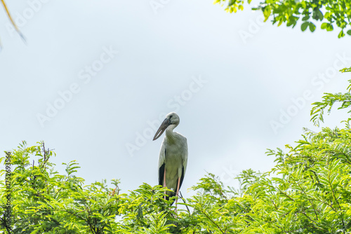 Asian open bill is sitting on isolated tree branch