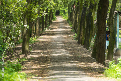 A beautiful footpath between many green trees on the sides