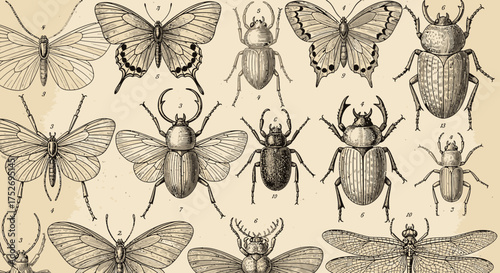 Vintage entomological illustration with various insects and butterflies on light beige background, concept for education, scientific illustration and antique d�cor