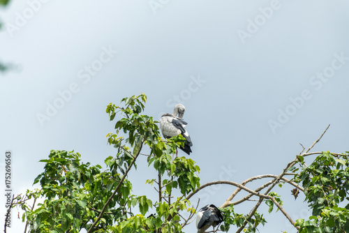 Asian open bill is sitting on isolated tree branch