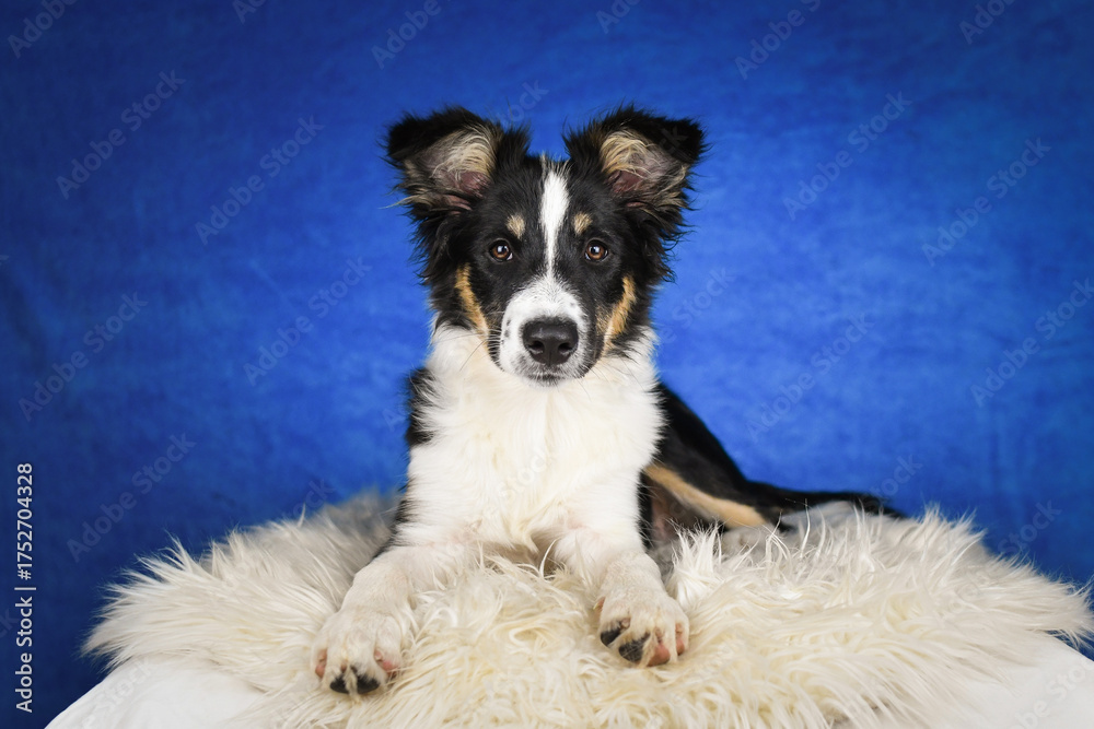 Fototapeta premium Cute Border Collie puppy lying on fluffy rug in studio. Adorable Border Collie puppy lying on a white fluffy rug against a blue studio background. The young dog looks directly at the camera.