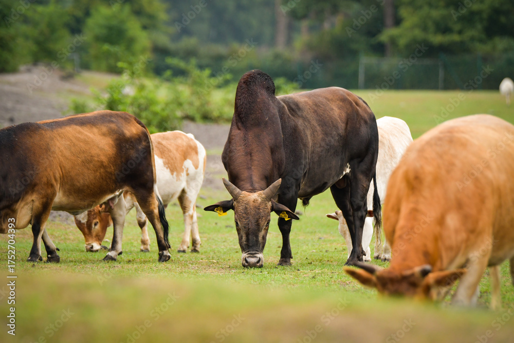 Fototapeta premium Herd of domestic cattle grazing on a green pasture.