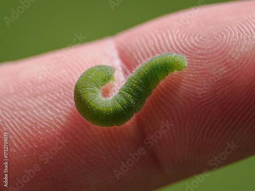 Wallpaper Mural A green caterpillar with tiny hairs on a finger.
 Torontodigital.ca