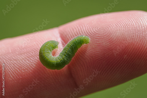 Wallpaper Mural A green caterpillar with tiny hairs on a finger.
 Torontodigital.ca