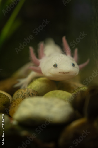 Wallpaper Mural An albino axolotl near rocks in an aquarium.
 Torontodigital.ca