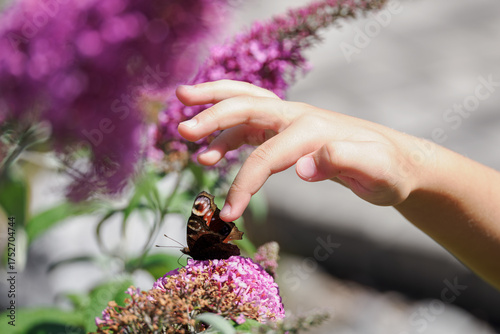 Wallpaper Mural A child's hand gently touching the wings of a butterfly sitting on a Buddleja davidii flower.
 Torontodigital.ca