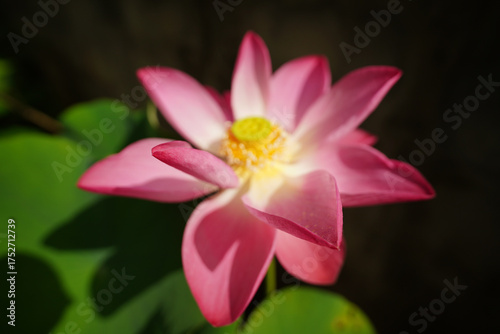 Pink lotus flowers are blooming. Beautiful pink lotus flower in full bloom.
