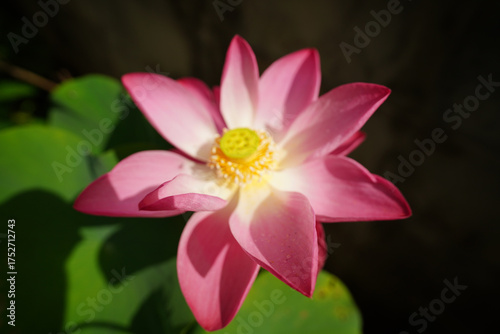 Pink lotus flowers are blooming. Beautiful pink lotus flower in full bloom.