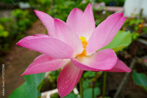 Pink lotus flowers are blooming. Beautiful pink lotus flower in full bloom.