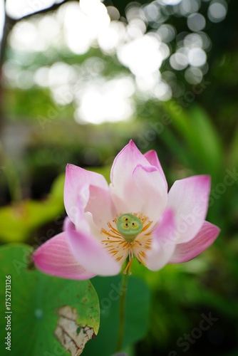 Pink lotus flowers are blooming. Beautiful pink lotus flower in full bloom.