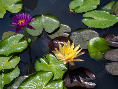 Close-up of purple and yellow lotus flowers