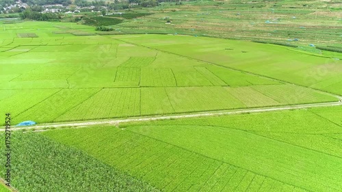 4K Drone Footage of Vibrant Layered Rice Fields
