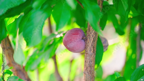 Red plum on the tree, close-up on a sunny day