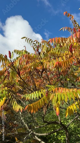 Fall tree Staghorn Sumac rhus typhina yellow foliage, vertical video.