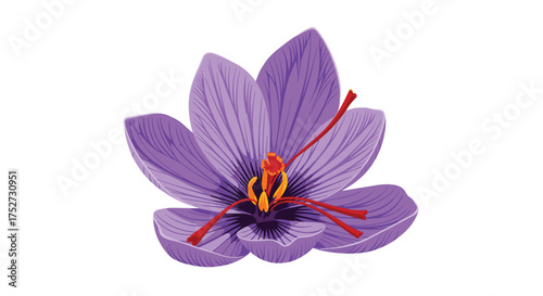 Understanding the delicate beauty and rich history of the fragrant purple saffron crocus flower.