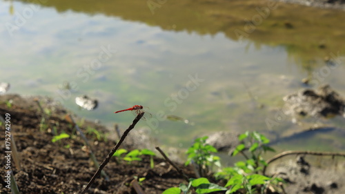 A red dragonfly landed on a dry twig at the river bank