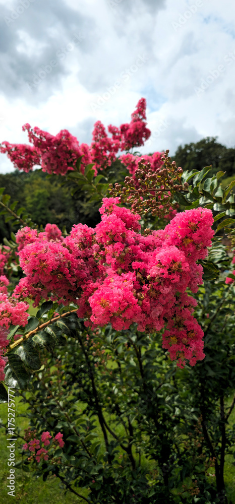 Fototapeta premium Vibrant pink Lagerstroemia flowers blooming in a green garden under a cloudy summer sky. The vertical composition highlights the rich colors and natural details of the blossoms, creating a bright