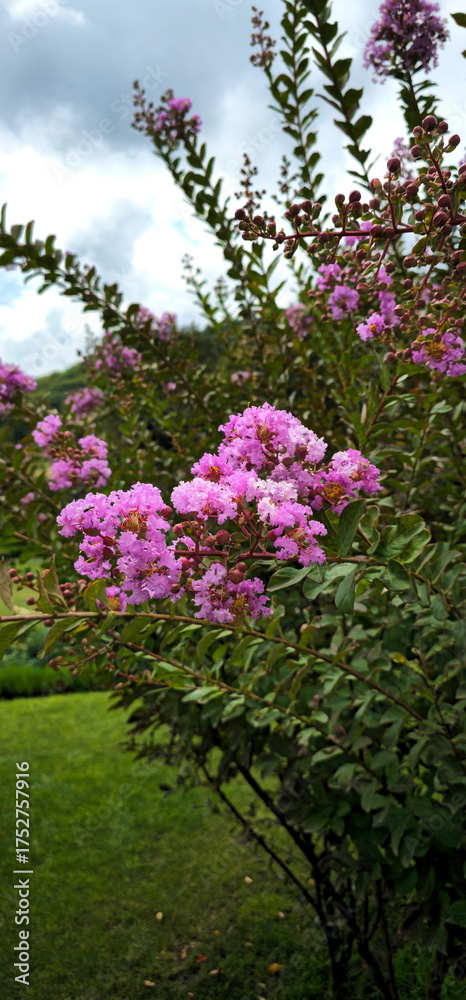 Obraz premium Blooming pink Lagerstroemia flowers in a peaceful garden. The vertical composition captures the delicate blossoms against a soft cloudy sky and green landscape, creating a natural and calming atmosphe