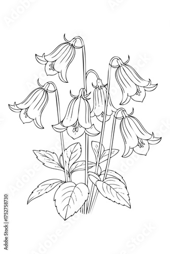 bluebell flowers. coloring book