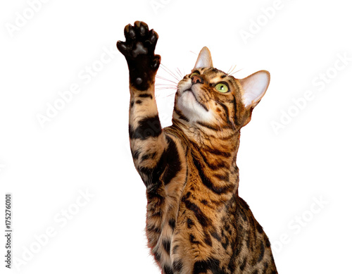 Bengal cat with striking green eyes reaches up with a paw