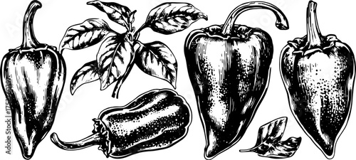 Collection of hand-drawn peppers. Black and white vegetable vector illustration set, including various peppers and leaves with detailed textures.