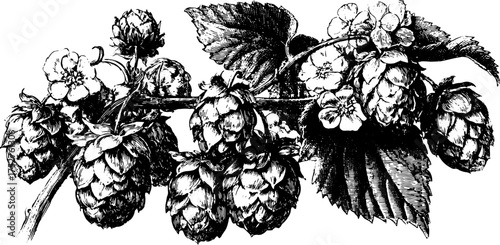 Vintage illustration of hops plant with detailed outlines. This vector artwork captures the natural beauty of the botanical set.