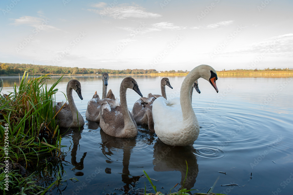 Fototapeta premium A family of swans, including white and young gray birds, rest and feed on the sandy shore of a quiet lake.