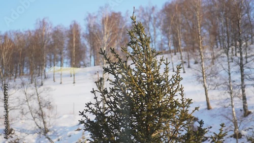 Wallpaper Mural Small pine sparkles in cold sunlight showing delicate life in stillness. Winter forest around looks calm and endless radiating harmony Torontodigital.ca