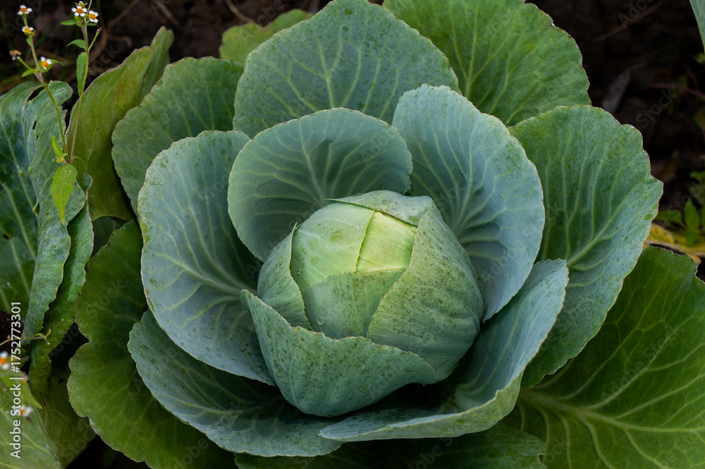 Fototapeta premium Rows of cabbage grown in an agricultural field in the countryside before harvest. Winter cabbage in the garden.