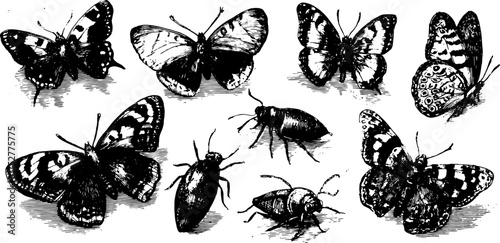Antique butterfly illustration featuring black outline drawings in vintage style. A detailed vector set of insects.