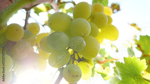 Wallpaper Mural Ripe white grapes hanging on vines in the sunny vineyard. Concept of grape harvest, viticulture, and winemaking  Torontodigital.ca